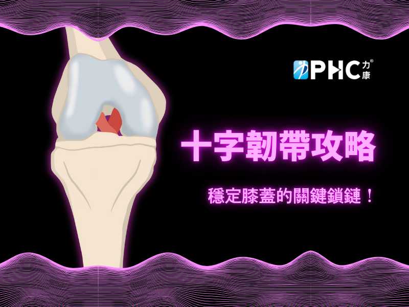 十字韌帶攻略-十字韌帶結構與功能